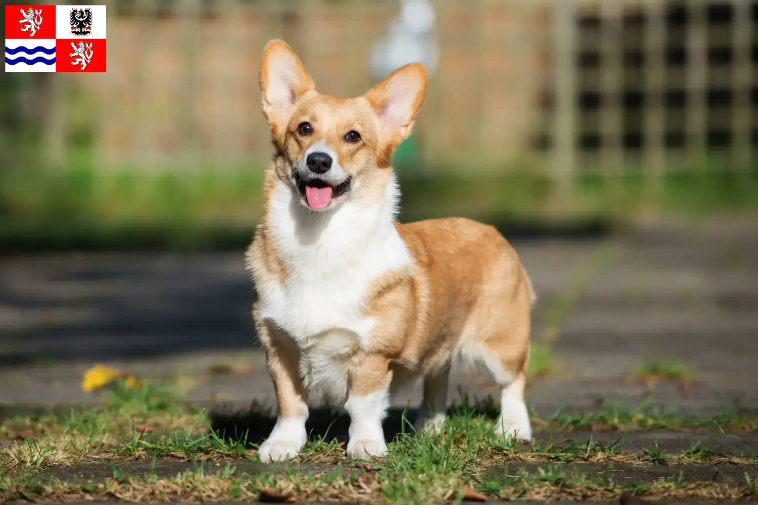 Read more about the article Welsh Corgi breeders and puppies in Central Bohemia