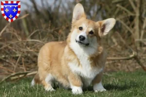 Read more about the article Welsh Corgi breeders and puppies in Centre-Val de Loire