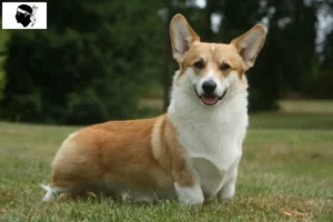 Read more about the article Welsh Corgi breeders and puppies in Corsica