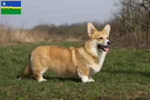 Read more about the article Welsh Corgi breeders and puppies in Flevoland