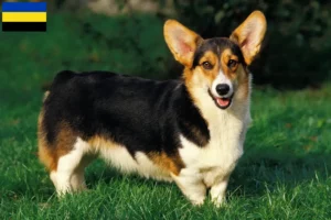 Read more about the article Welsh Corgi breeders and puppies in Gelderland