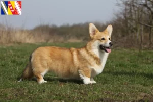 Read more about the article Welsh Corgi breeders and puppies in Grand Est