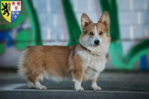 Read more about the article Welsh Corgi breeders and puppies in Hauts-de-France