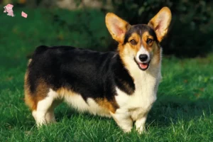 Read more about the article Welsh Corgi breeders and puppies in Hovedstaden