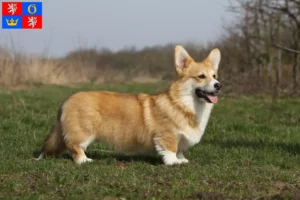 Read more about the article Welsh Corgi breeders and puppies in Hradec Králové