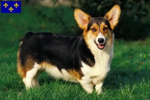 Read more about the article Welsh Corgi breeders and puppies in Île-de-France