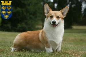 Read more about the article Welsh Corgi breeders and puppies in Lower Austria