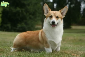 Read more about the article Welsh Corgi breeders and puppies in Midtjylland