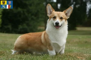 Read more about the article Welsh Corgi breeders and puppies in Moravia-Silesia