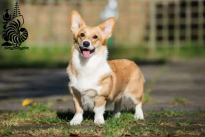 Read more about the article Welsh Corgi breeders and puppies in New Caledonia