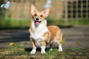 Read more about the article Welsh Corgi breeders and puppies in Nordjylland