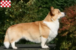 Read more about the article Welsh Corgi breeders and puppies in North Brabant