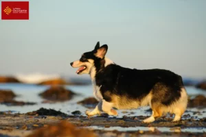 Read more about the article Welsh Corgi breeders and puppies in Occitania