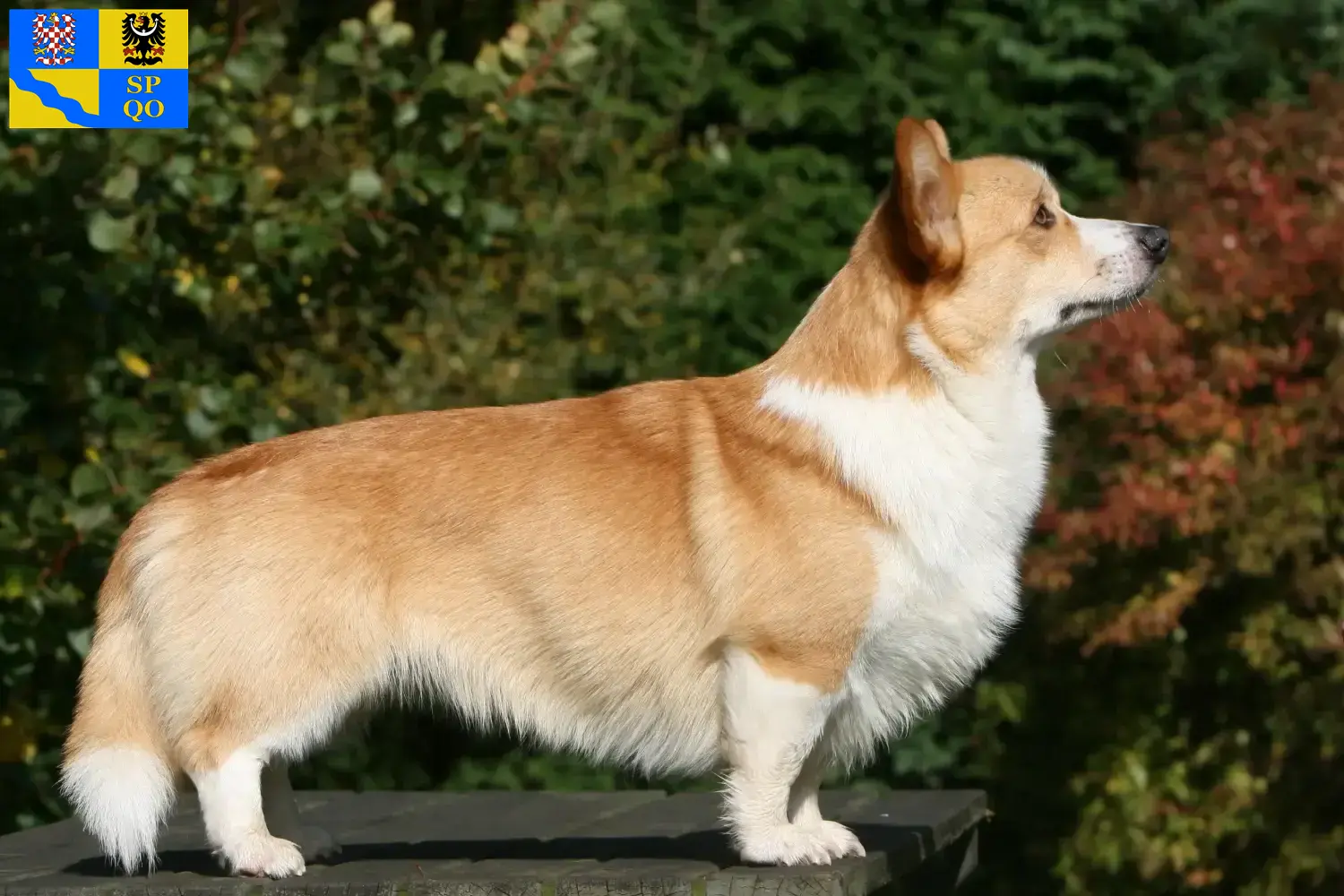 Read more about the article Welsh Corgi breeders and puppies in Olomouc