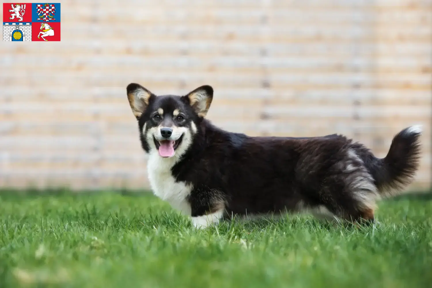 Read more about the article Welsh Corgi breeders and puppies in Pardubice