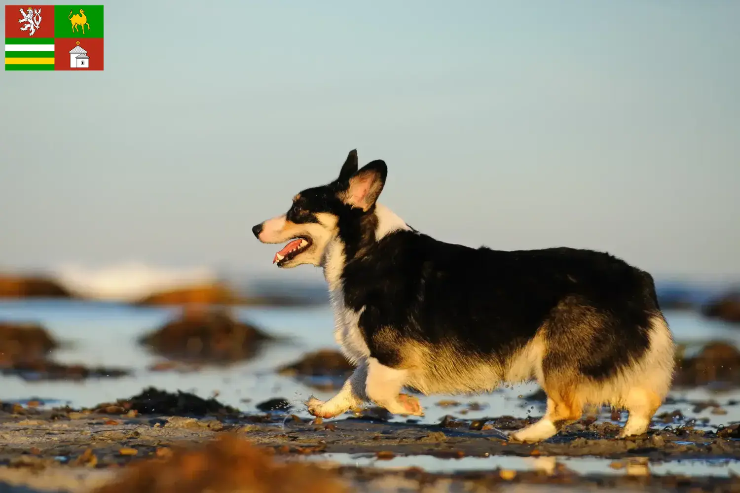 Read more about the article Welsh Corgi breeders and puppies in Pilsen
