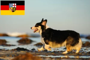 Read more about the article Welsh Corgi breeders and puppies in Saarland