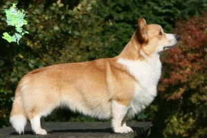 Read more about the article Welsh Corgi breeders and puppies in Sjælland