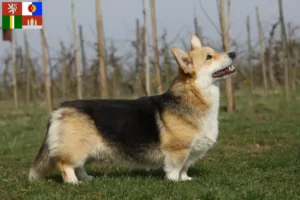 Read more about the article Welsh Corgi breeders and puppies in South Bohemia