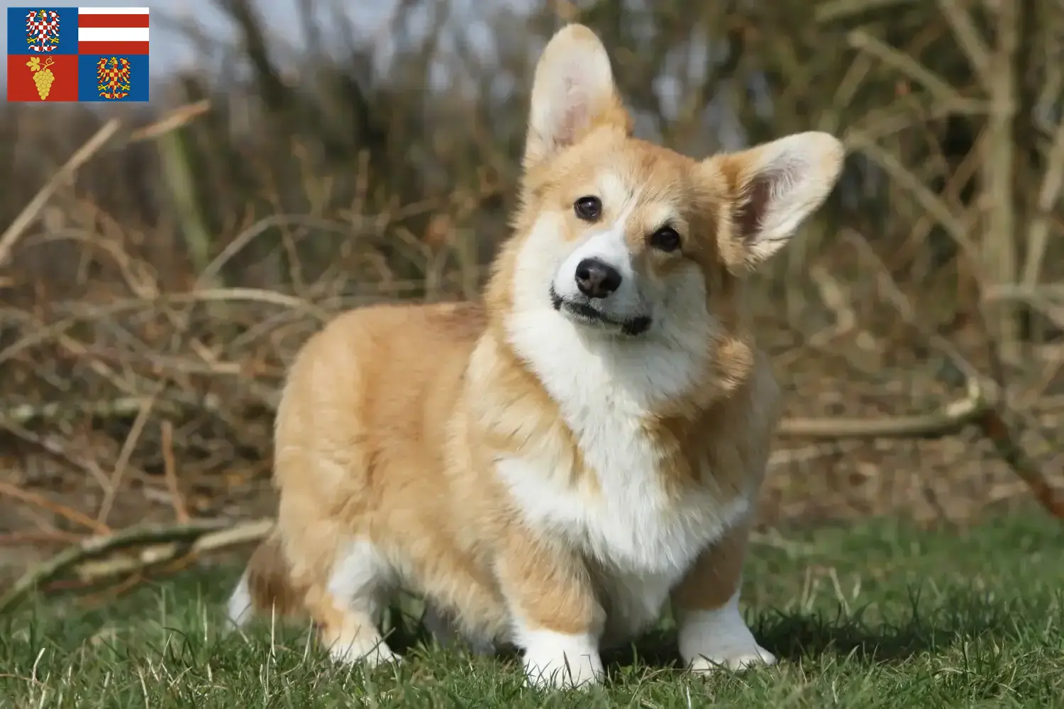 Read more about the article Welsh Corgi breeders and puppies in South Moravia