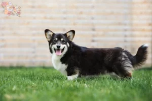 Read more about the article Welsh Corgi breeders and puppies in Syddanmark