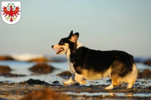 Read more about the article Welsh Corgi breeders and puppies in Tirol