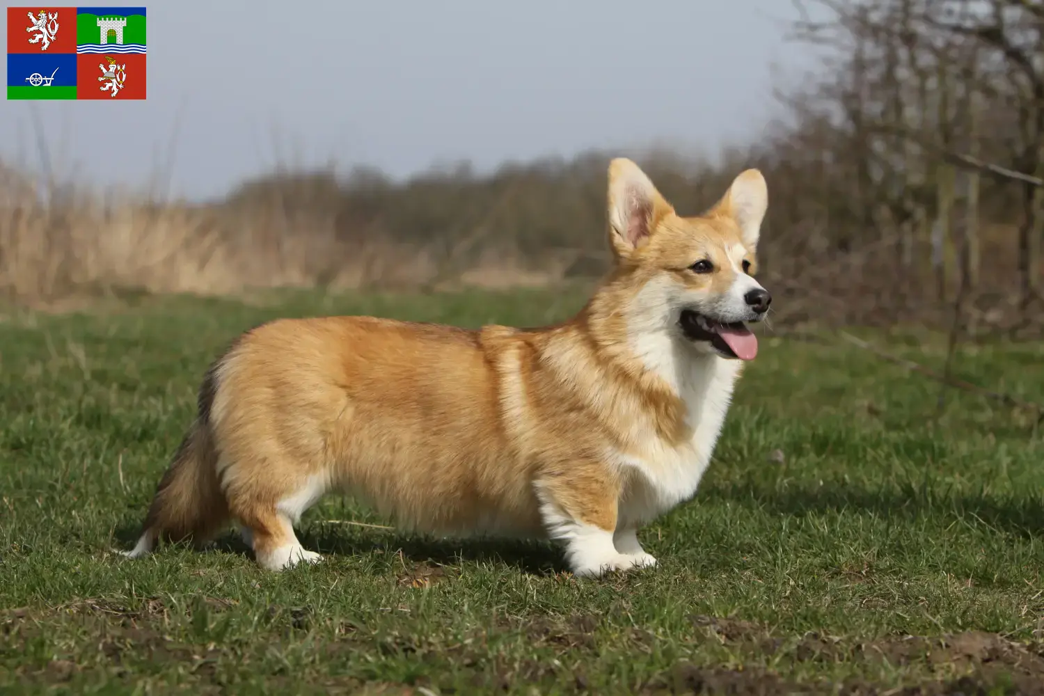 Read more about the article Welsh Corgi breeders and puppies in Ústí