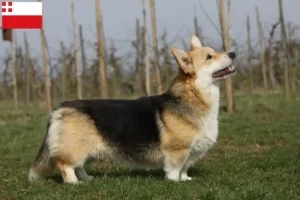 Read more about the article Welsh Corgi breeders and puppies in Utrecht