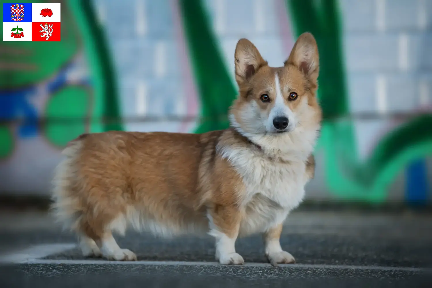 Read more about the article Welsh Corgi breeders and puppies in Vysočina