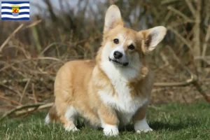 Read more about the article Welsh Corgi breeders and puppies in Zeeland