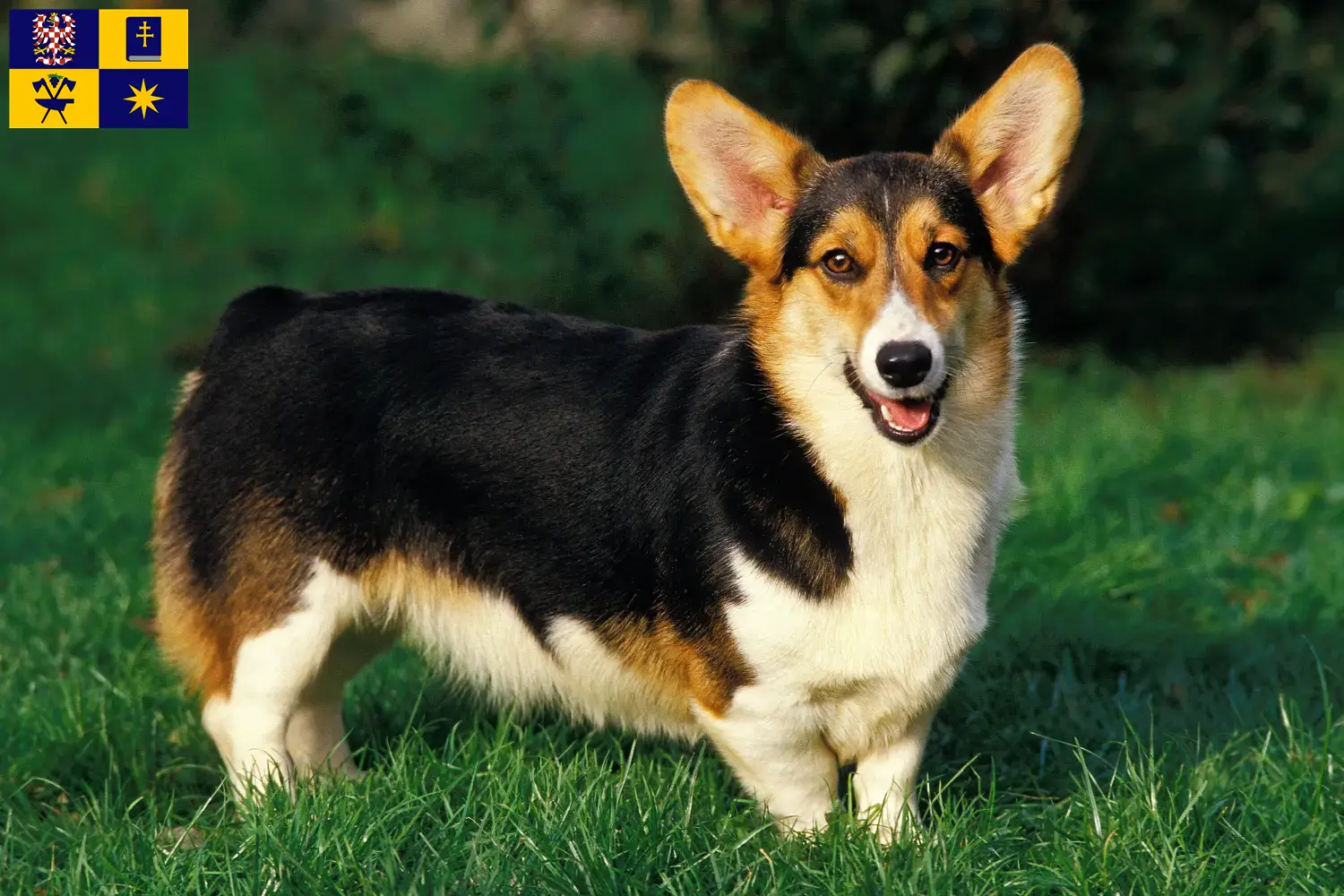 Read more about the article Welsh Corgi breeders and puppies in Zlín