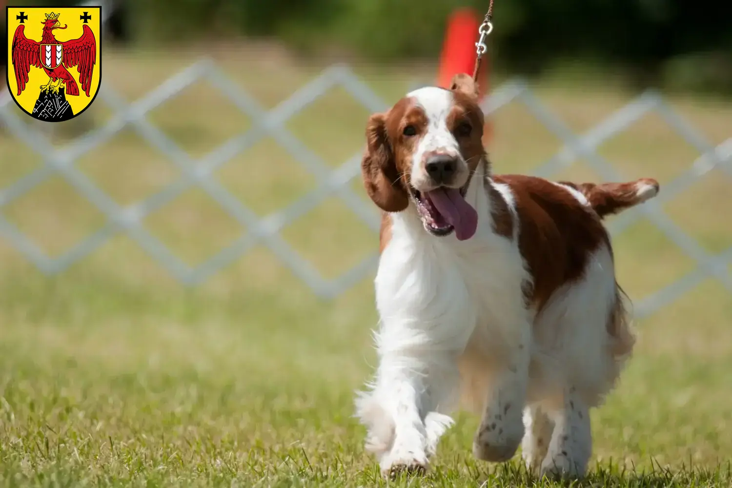 Read more about the article Welsh Springer Spaniel breeders and puppies in Burgenland