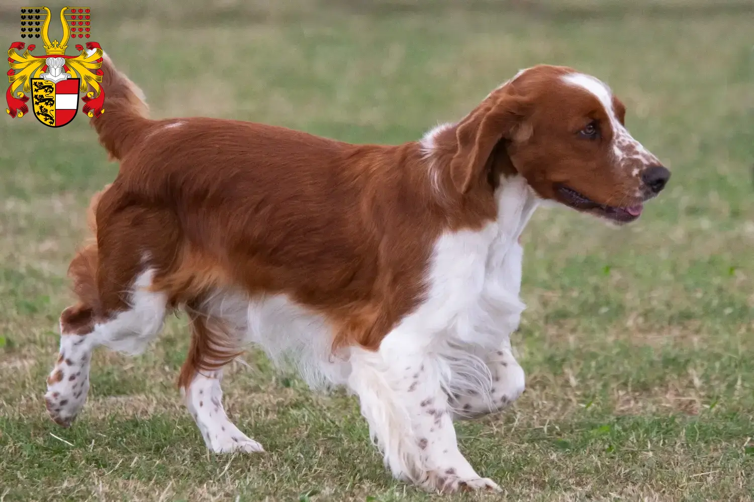 Read more about the article Welsh Springer Spaniel breeders and puppies in Carinthia