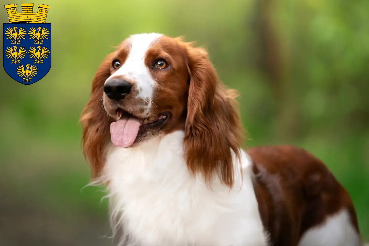 Read more about the article Welsh Springer Spaniel breeders and puppies in Lower Austria