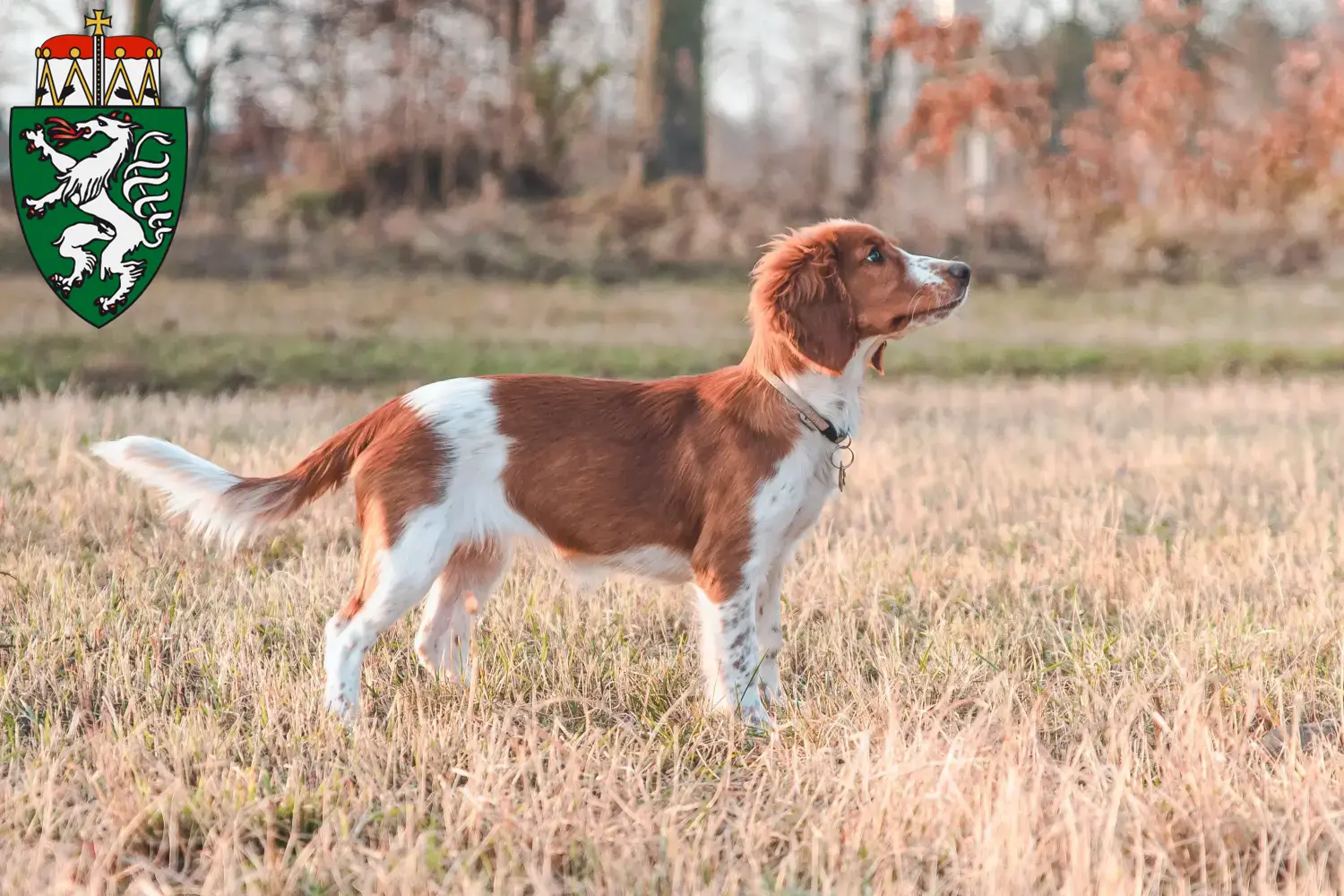 Read more about the article Welsh Springer Spaniel breeders and puppies in Styria