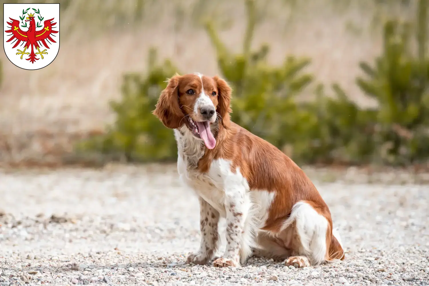 Read more about the article Welsh Springer Spaniel breeders and puppies in Tyrol