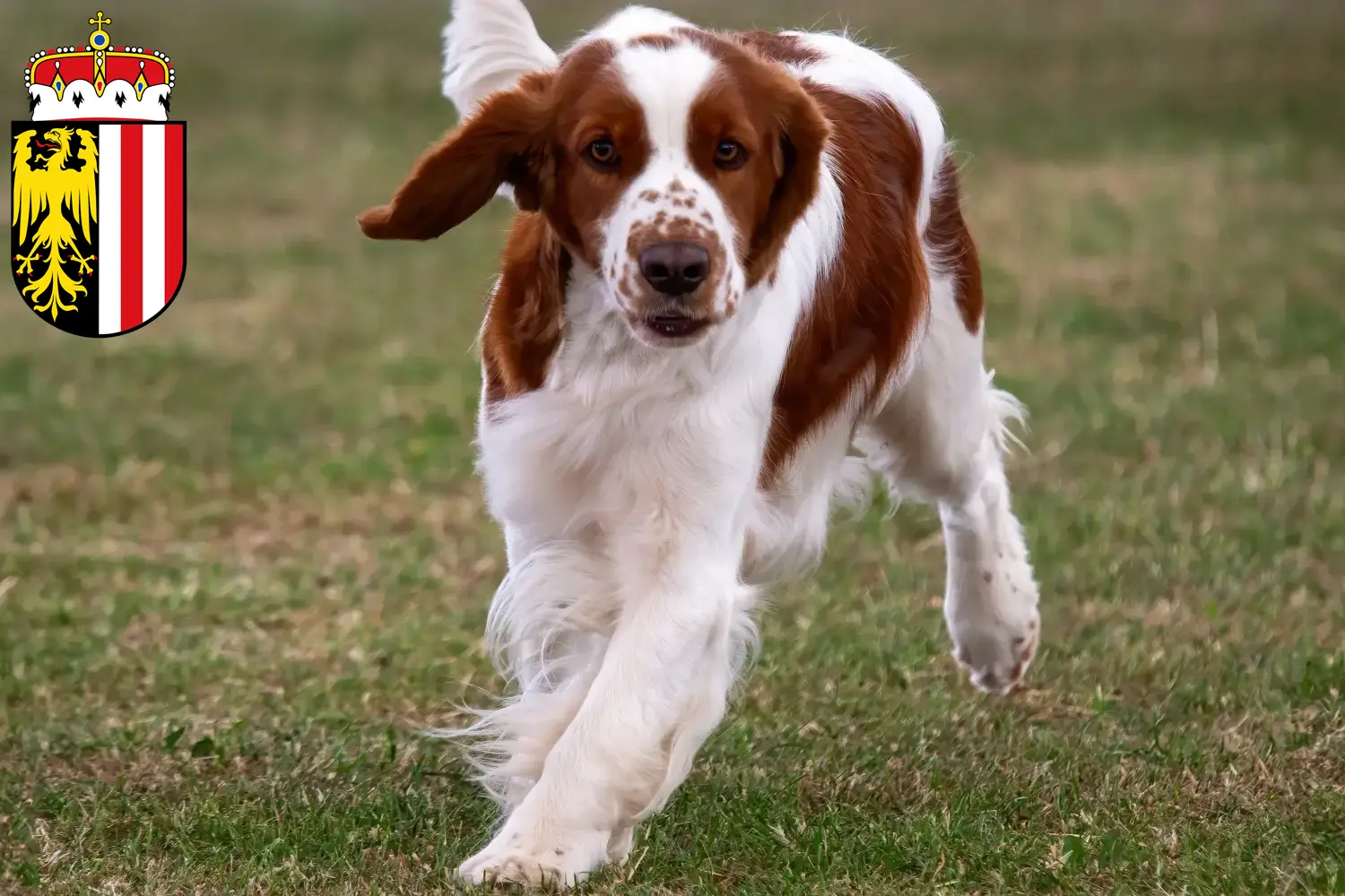 Read more about the article Welsh Springer Spaniel breeders and puppies in Upper Austria