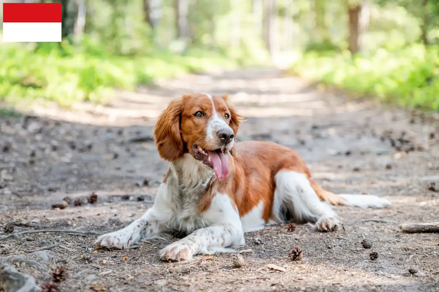 Read more about the article Welsh Springer Spaniel breeders and puppies in Vienna