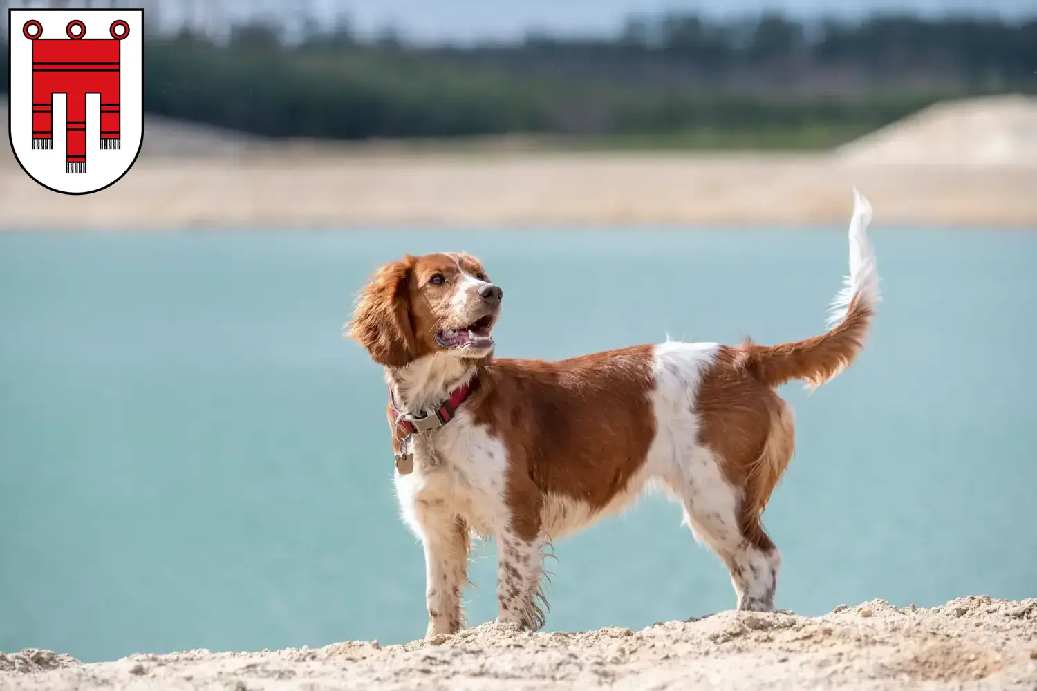Read more about the article Welsh Springer Spaniel breeders and puppies in Vorarlberg