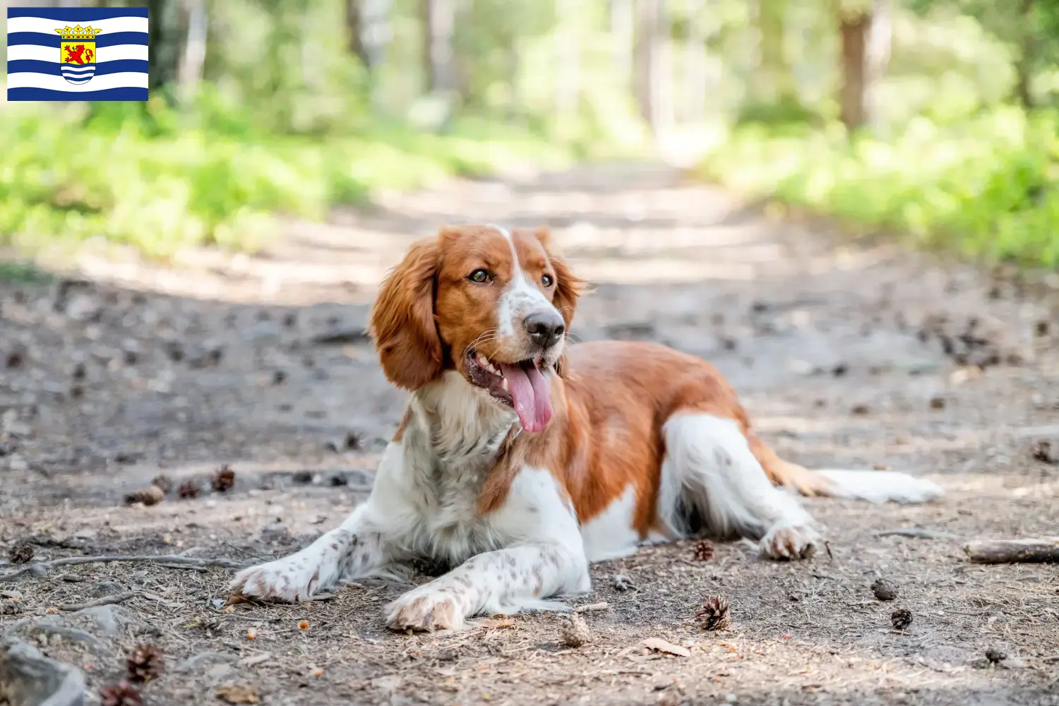 Read more about the article Welsh Springer Spaniel breeders and puppies in Zeeland