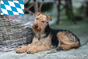 Read more about the article Welsh Terrier breeders and puppies in Bavaria