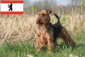 Read more about the article Welsh Terrier breeders and puppies in Berlin