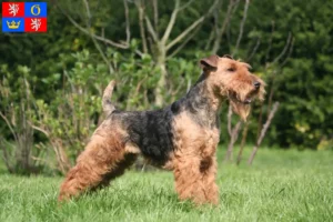 Read more about the article Welsh Terrier breeders and puppies in Hradec Králové