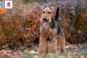 Read more about the article Welsh Terrier breeders and puppies in Nouvelle-Aquitaine