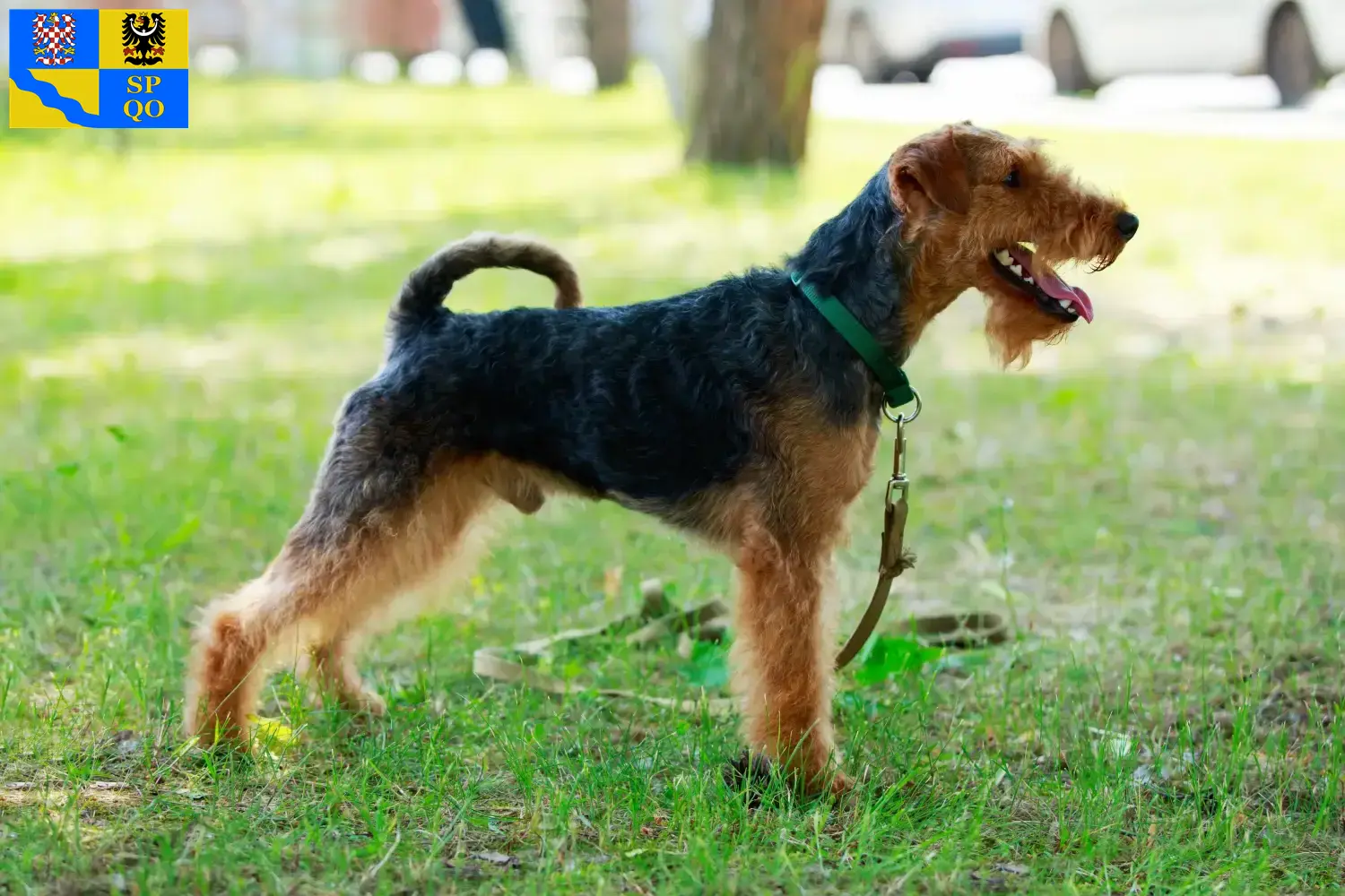 Read more about the article Welsh Terrier breeders and puppies in Olomouc