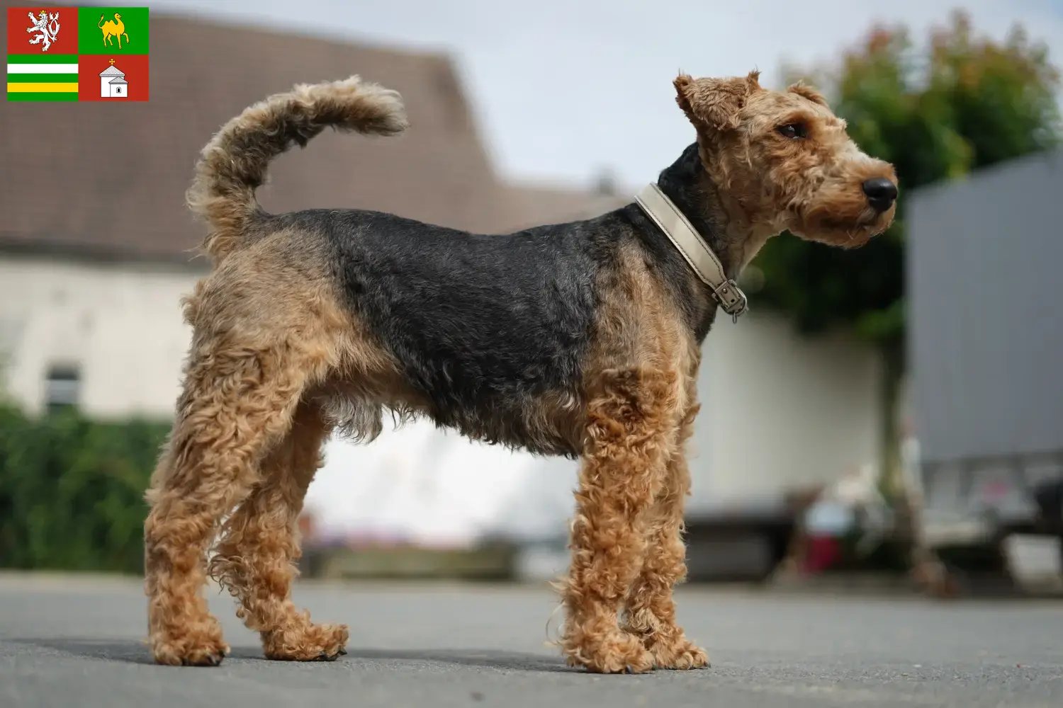 Read more about the article Welsh Terrier breeders and puppies in Pilsen