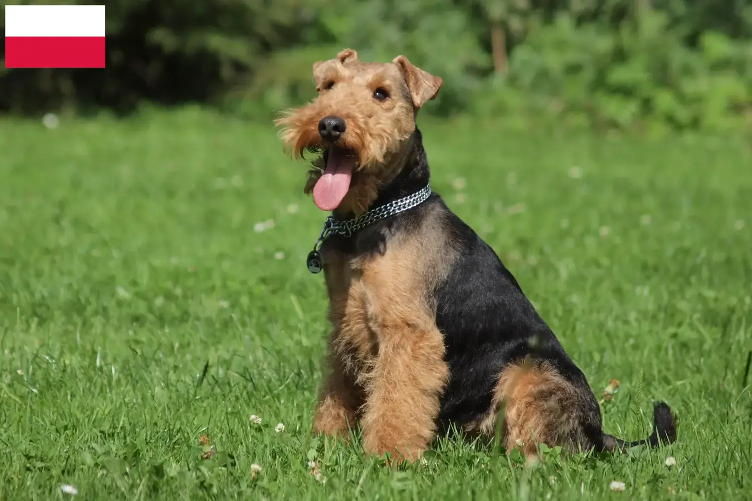 Read more about the article Welsh Terrier breeders and puppies in Poland