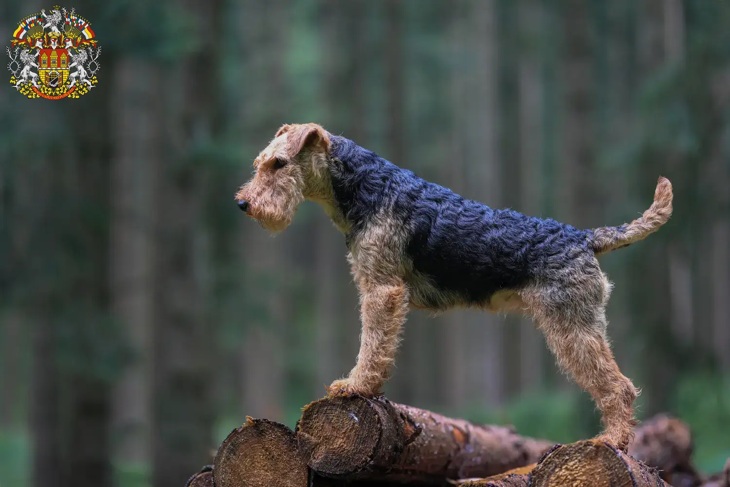 Read more about the article Welsh Terrier breeders and puppies in Prague
