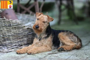 Read more about the article Welsh Terrier breeders and puppies in Provence-Alpes-Côte d’Azur