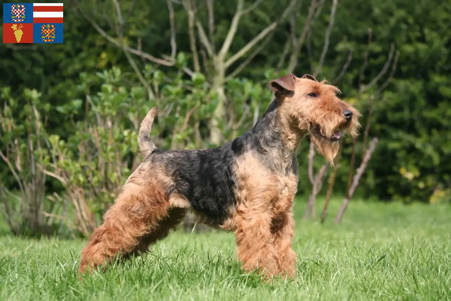 Read more about the article Welsh Terrier breeders and puppies in South Moravia
